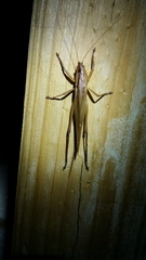 Bucrates malivolans