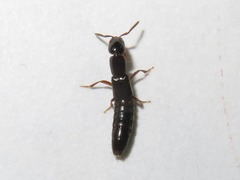 Xantholinus longiventris