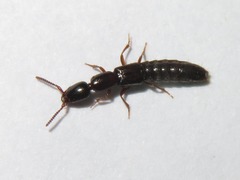Xantholinus longiventris