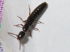 Xantholinus longiventris
