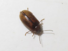 Contacyphon laevipennis