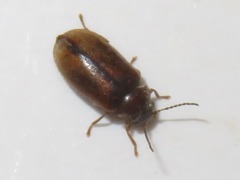 Contacyphon laevipennis