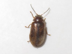 Contacyphon laevipennis