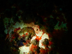 Thecacera