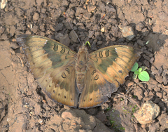 Euthalia aconthea meridionalis