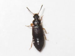 Omalium rivulare