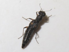 Stenus bimaculatus