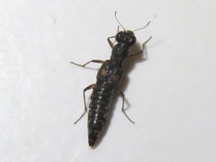 Stenus bimaculatus