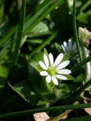 Stellaria media