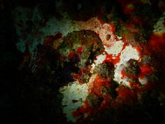 Thecacera