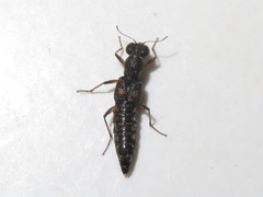 Stenus bimaculatus