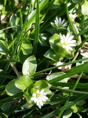 Stellaria media