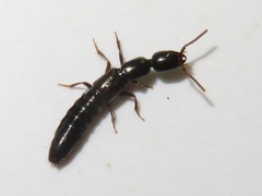 Xantholinus longiventris