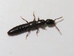 Xantholinus longiventris