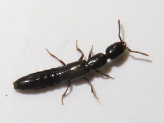 Xantholinus longiventris