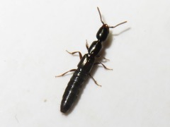 Xantholinus longiventris