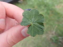 Alchemilla filicaulis vestita