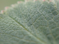 Alchemilla filicaulis vestita