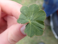 Alchemilla filicaulis vestita
