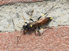 Ichneumon stramentor