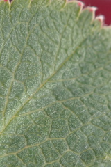Alchemilla filicaulis vestita