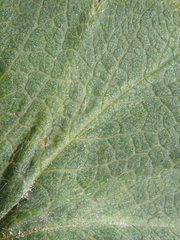 Alchemilla filicaulis vestita