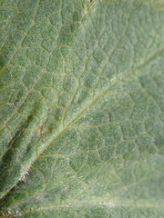 Alchemilla filicaulis vestita