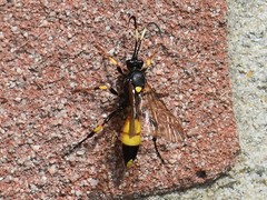 Ichneumon stramentor