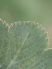 Alchemilla filicaulis vestita