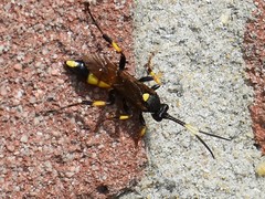 Ichneumon stramentor