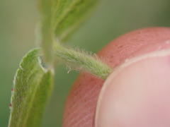 Alchemilla filicaulis vestita