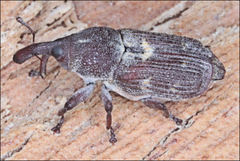 Mesoptiliinae