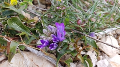 Edraianthus tenuifolius