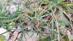 Edraianthus tenuifolius
