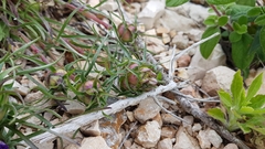 Edraianthus tenuifolius