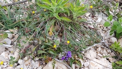 Edraianthus tenuifolius