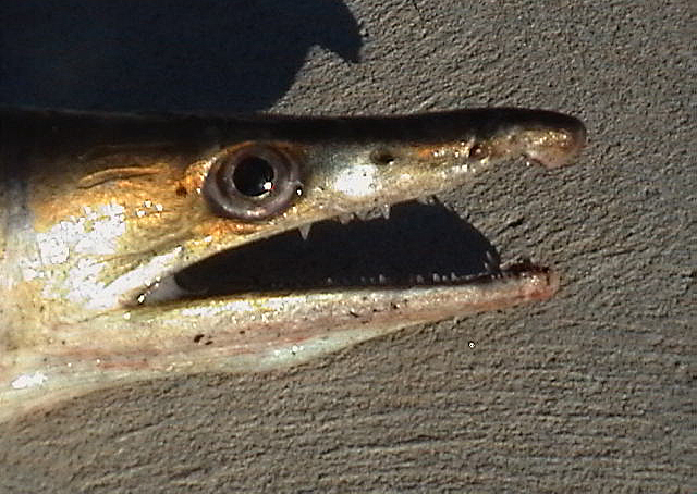 Common Pike Conger