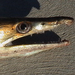 Common Pike-Conger - Photo (c) ian_merrington, some rights reserved (CC BY-NC)