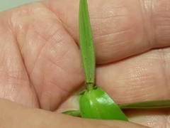 Veronica pubescens pubescens