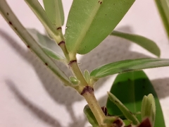 Veronica pubescens pubescens