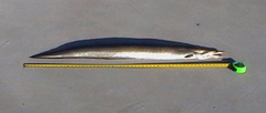Common Pike Conger photo 2