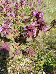 Lamium purpureum