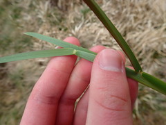 Poa chaixii