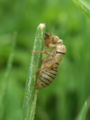 Cicadetta montana