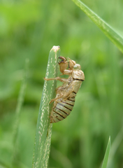 Cicadetta montana