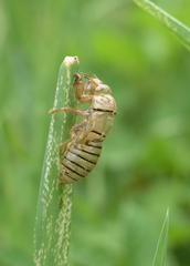 Cicadetta montana
