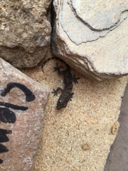 Hemidactylus mabouia