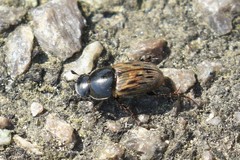Acrossus luridus