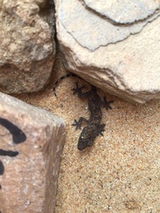 Hemidactylus mabouia