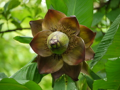 Ensete superbum